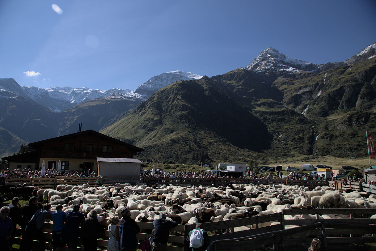 Nassfelder Schafabtrieb Sportgastein (c) Gasteinertal Tourismus GmbH (2)